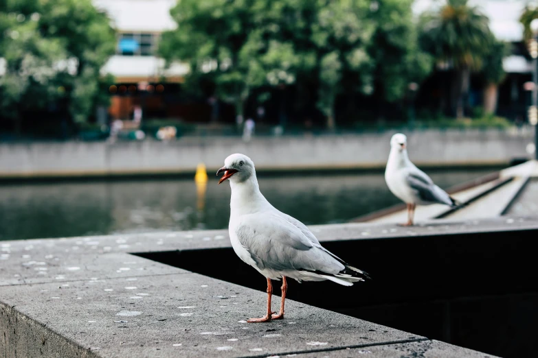 two seagulls standing on a ledge next to a body of water, by Jacob Duck, pexels contest winner, in chippendale sydney, duck sits at a table, jovana rikalo, rounded beak