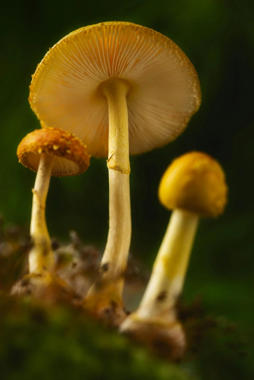 a group of mushrooms sitting on top of a moss covered ground, a macro photograph, by Jan Rustem, “ golden chalice, slide show, yellow, smooth tiny details