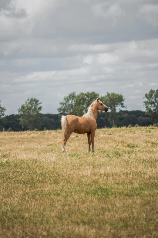 a brown horse standing on top of a grass covered field, inspired by Rosa Bonheur, unsplash, arabesque, oaks, low quality photo, a blond, northern france