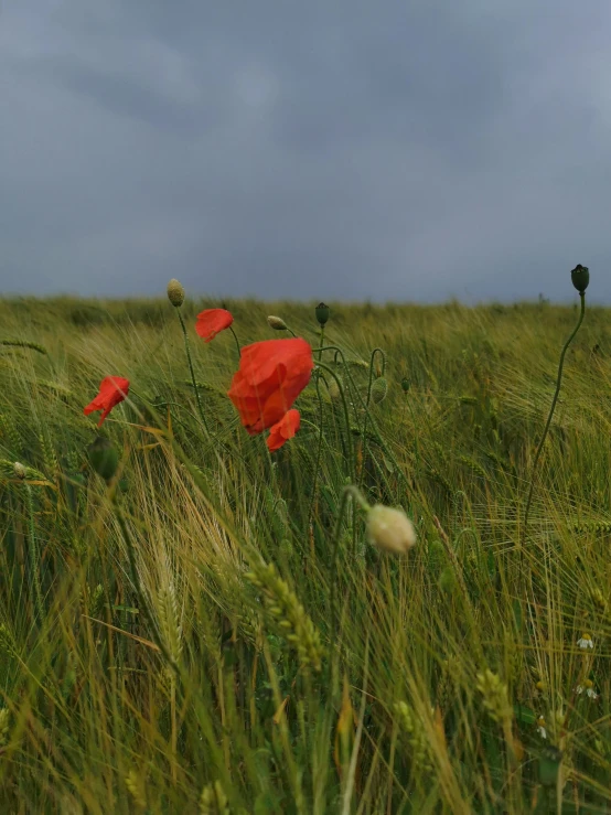 a field that has some red flowers in it, by Adam Marczyński, grey skies, hammershøi, low quality photo, high winds