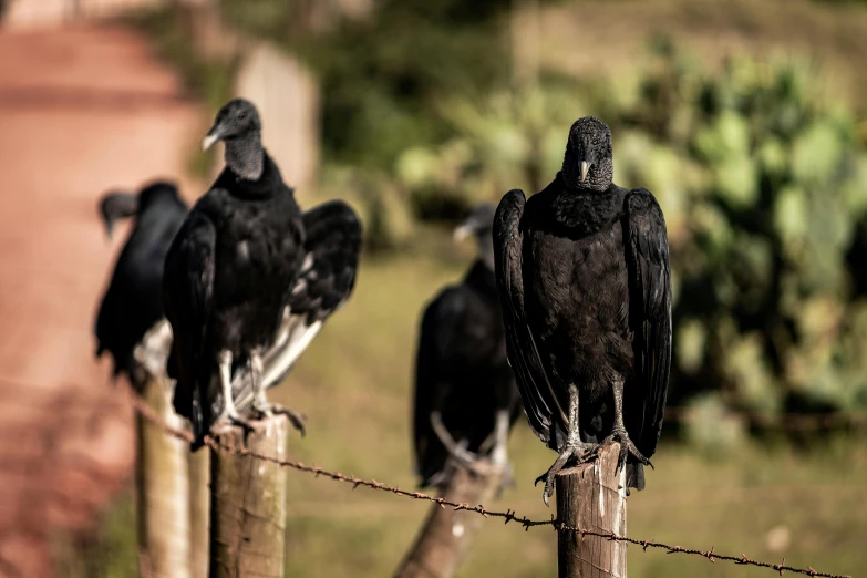 a group of black birds sitting on top of a wooden fence, pexels contest winner, hurufiyya, vulture, highly polished, battered, te pae