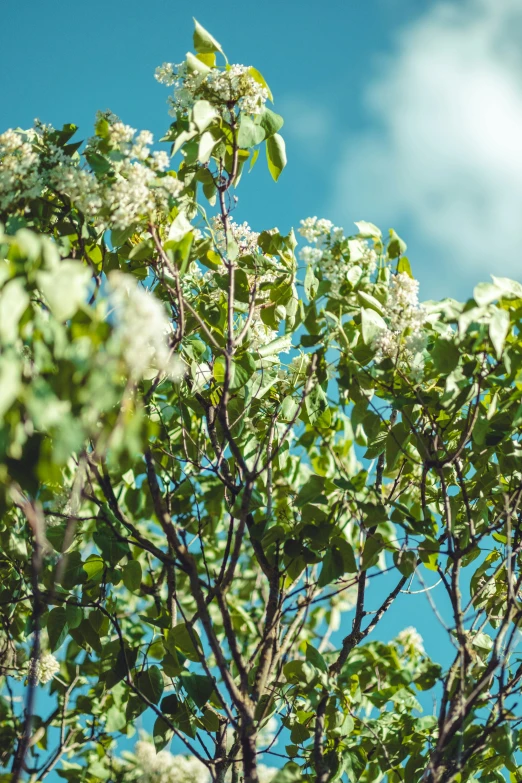 a couple of birds sitting on top of a tree, by Jesper Knudsen, unsplash, aestheticism, white flowers, panoramic shot, kauai springtime, full frame image