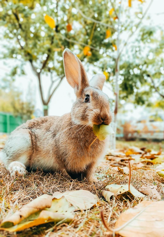 a rabbit that is sitting in the grass, sitting on a leaf, at a park, unsplash photo contest winner, 🐿🍸🍋