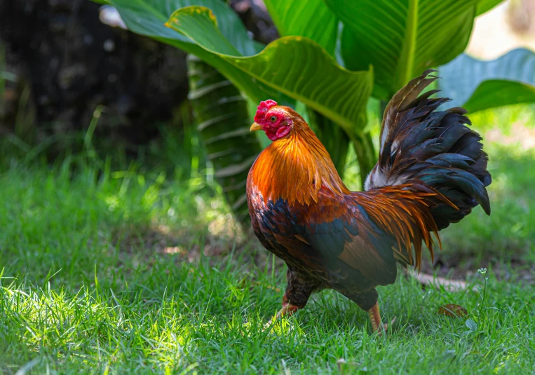 a rooster standing on top of a lush green field, pexels contest winner, renaissance, tropical bird feathers, brown, in the garden, cooked