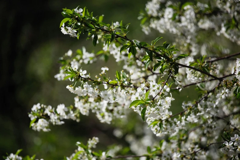 a close up of a tree with white flowers, inspired by Anne Nasmyth, unsplash, shot on sony a 7 iii, evening sunlight, cherry, shrubs