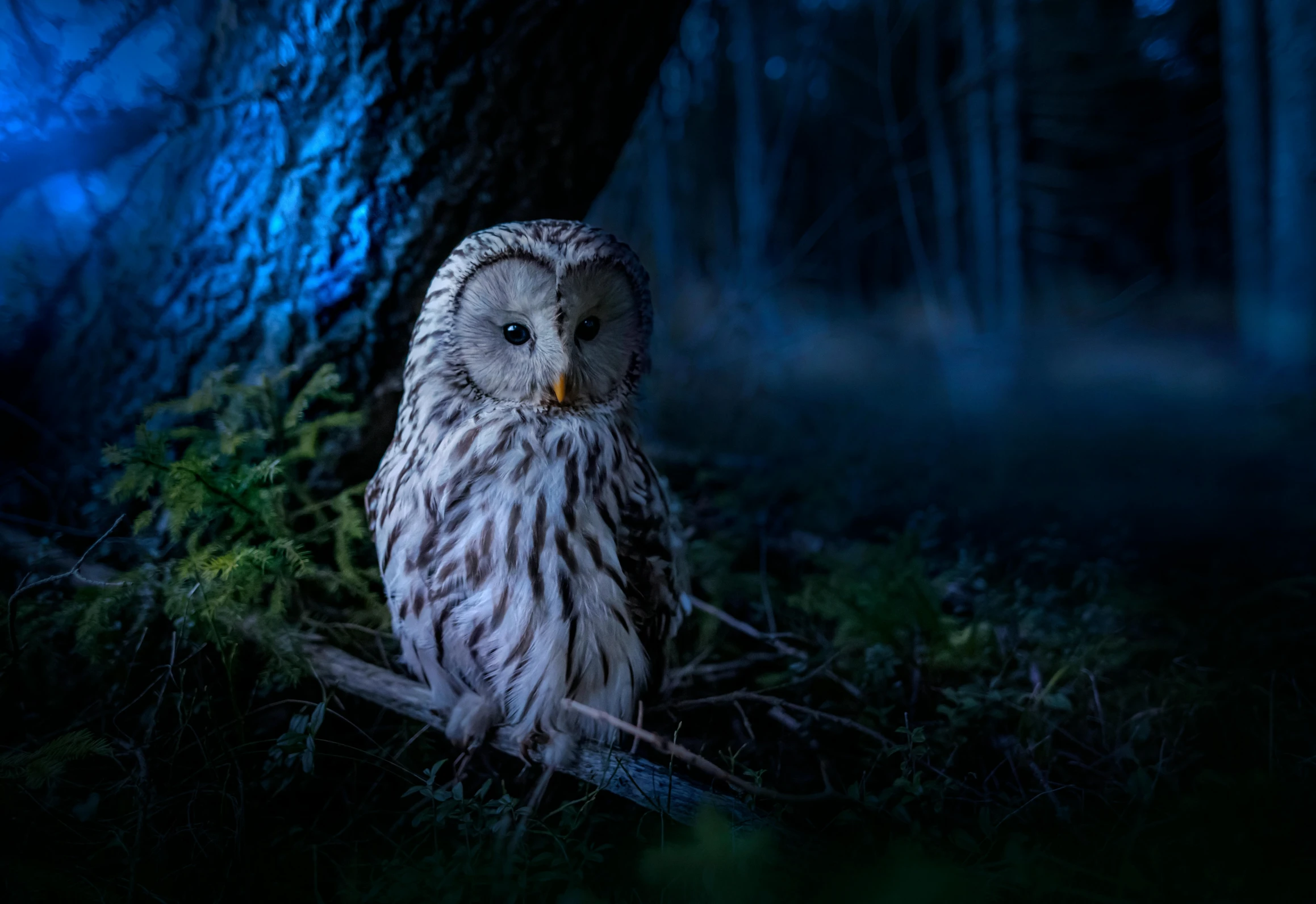 an owl sitting on a branch in a dark forest, illuminating the area, promo image, grey, small