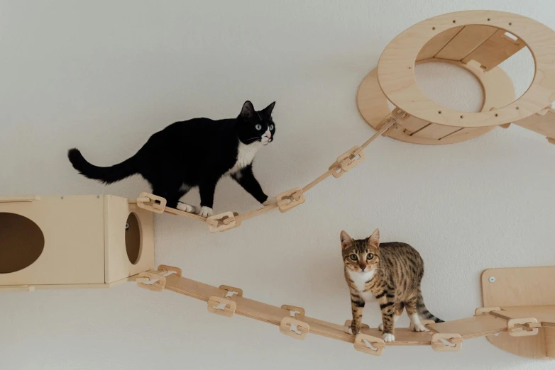 a couple of cats standing on top of a cat tree, unsplash, conceptual art, cables on walls, a wooden, curved, with walkways