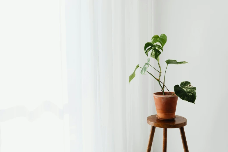 a potted plant sitting on top of a wooden stool, a still life, inspired by Constantin Hansen, trending on unsplash, postminimalism, center parted curtain bangs, clean white lab background, light glare, moai seedling