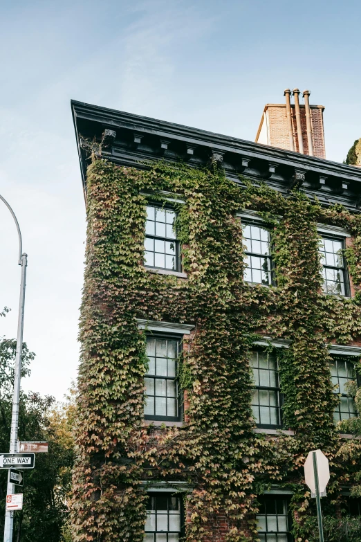 a building with ivy growing on the side of it, lush brooklyn urban landscaping, with black vines, mansion