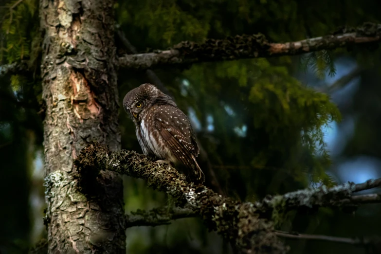 a bird sitting on top of a tree branch, a portrait, by Jaakko Mattila, pexels contest winner, hurufiyya, very very small owl, in deep forest hungle, facing away, fishing