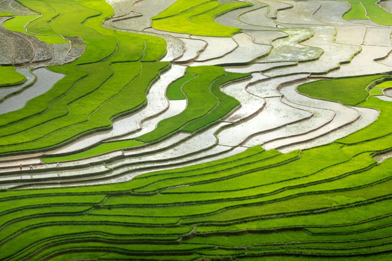 a group of people standing on top of a lush green field, a picture, inspired by Pierre Pellegrini, unsplash contest winner, land art, rice, terraced, kaleidoscopic, waterways