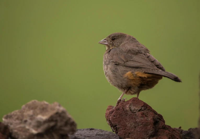 a small bird sitting on top of a rock, quixel megascans, brown:-2, black female, promo image