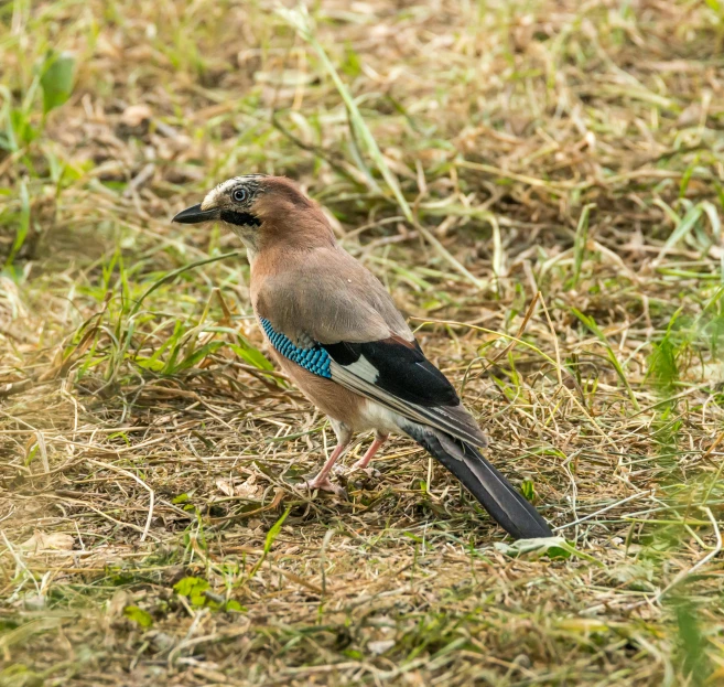 a bird that is standing in the grass, by Egbert van der Poel, flickr, brown and cyan color scheme, rare bird in the jungle, pidgey, spaghettification