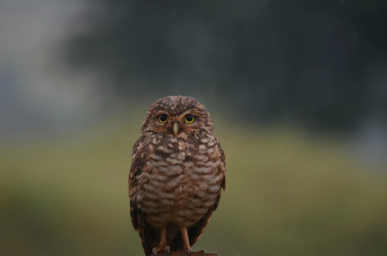 a small owl sitting on top of a wooden post, a portrait, pexels contest winner, overcast, speckled, portrait of a big