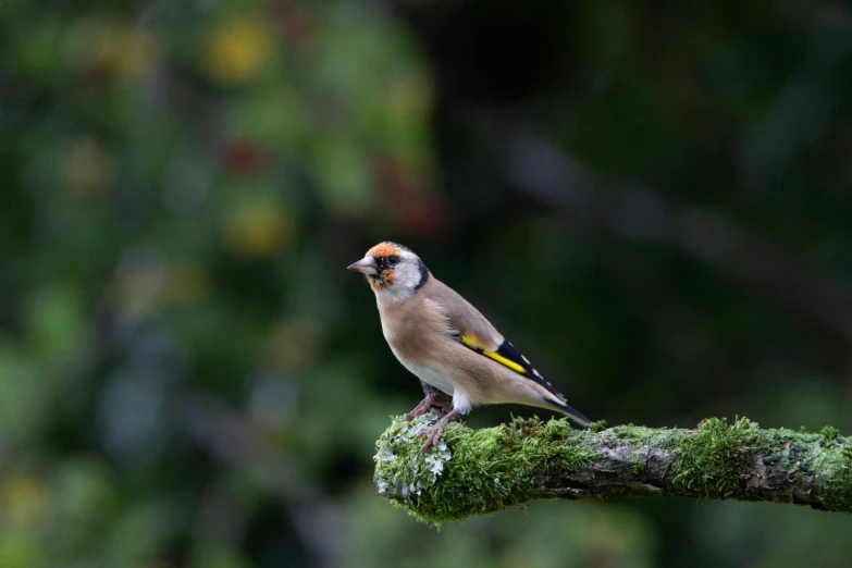 a bird sitting on top of a moss covered branch, a portrait, trending on pexels, manuka, portrait of a small, a wooden, a brightly coloured