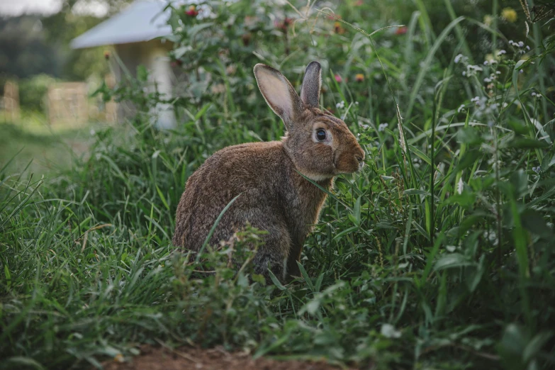 a rabbit that is sitting in the grass, in a garden, jenna barton, essence, in australia