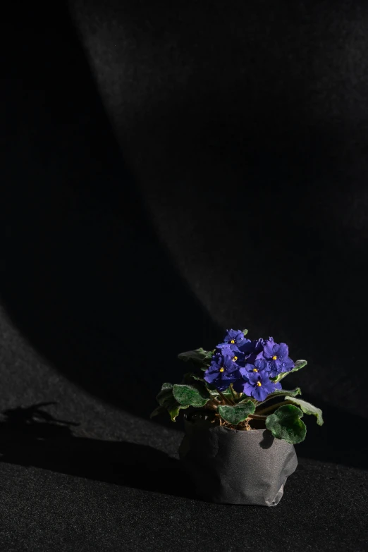 a small potted plant sitting on top of a table, a still life, by Kaii Higashiyama, unsplash, photorealism, dark purple, crown of blue flowers, best shadow quality, ignant