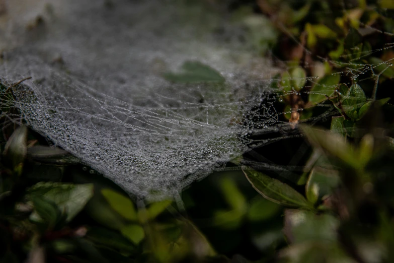 a spider web sitting on top of a leaf covered tree, a macro photograph, unsplash, medium format. soft light, paul barson, grey, wet grass