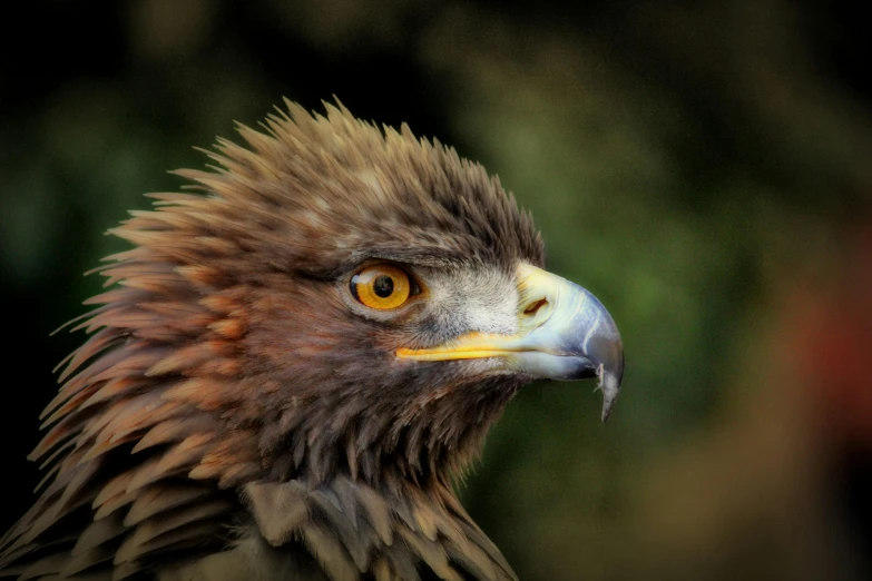 a close up of a bird of prey, pexels contest winner, photorealism, rugged face, paul barson, sharp jawline, photo realistic”