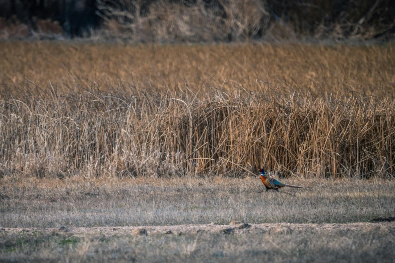 a pheasant walking through a field of tall grass, unsplash contest winner, southern slav features, 1 6 x 1 6, panorama, brown