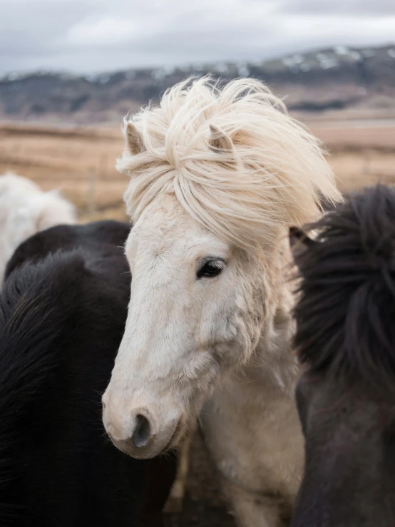 a group of horses standing next to each other, by Terese Nielsen, trending on unsplash, renaissance, messy wavy white hair, photographed for reuters, made of wool, her hair is natural disheveled