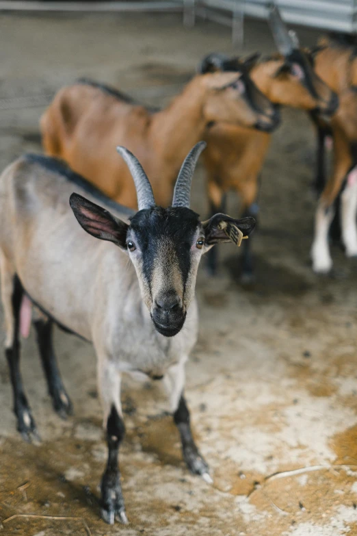 a couple of goats standing next to each other, by Jan Tengnagel, trending on unsplash, sri lanka, central farm, multiple stories, frontal close up