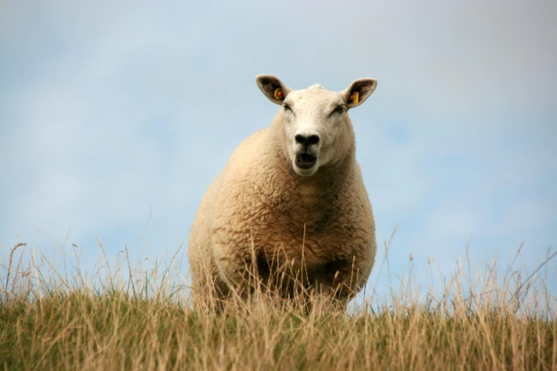 a sheep standing on top of a grass covered field, with a white nose, slide show, photograph