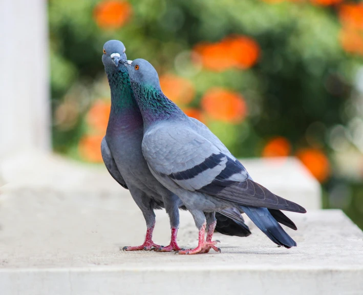 a couple of pigeons standing next to each other, by Jan Rustem, pexels contest winner, fan favorite, making out, max dennison, puce and vermillion