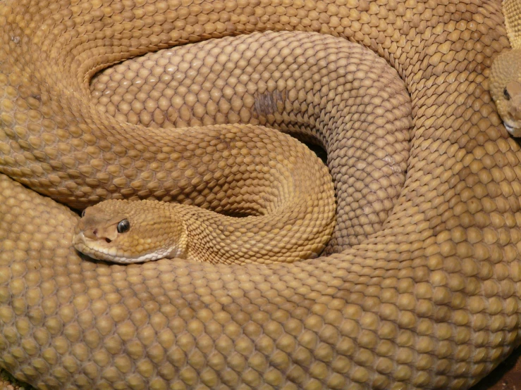 a close up of a snake in a cage, ochre, curved body, flat triangle - shaped head, istock