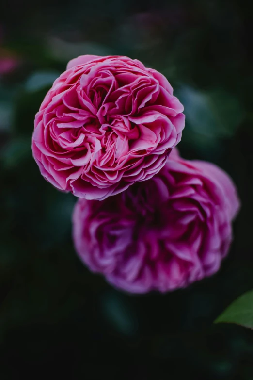 a couple of pink roses sitting next to each other, inspired by Edward Kemble, unsplash, romanticism, purple, detail shot, lush surroundings, award-winning crisp details”