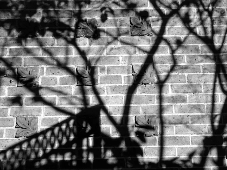 a tree casts a shadow on a brick wall, inspired by Peter Basch, wrought iron, shot on hasselblad, boston, vines