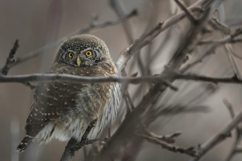 a small owl sitting on top of a tree branch, a portrait, unsplash contest winner, tonalism, grey-eyed, national - geographic, mikko lagerstedt, rounded eyes