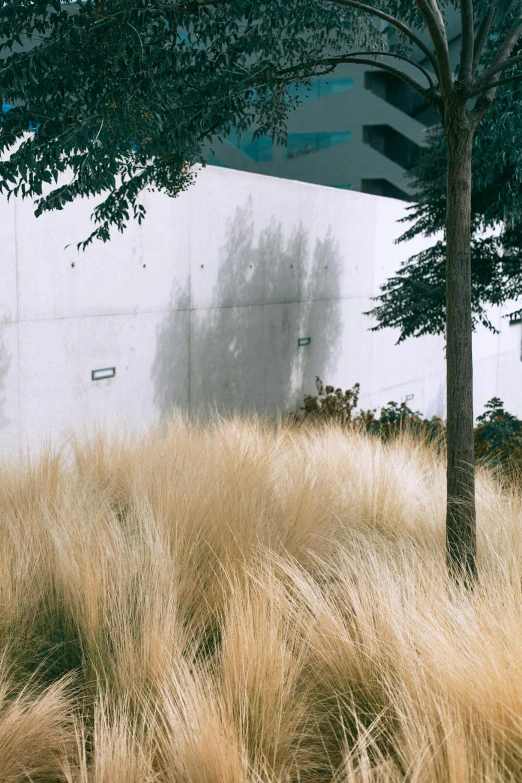 a red fire hydrant sitting on top of a grass covered field, inspired by Elsa Bleda, environmental art, concrete walls, an enormous silver tree, taken on iphone 1 3 pro, in neotokyo