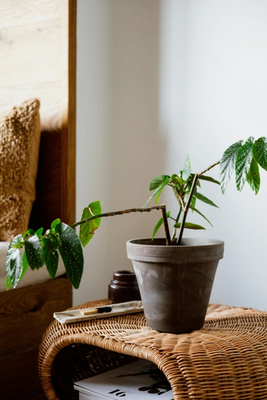 a potted plant sitting on top of a wicker table, hemp, sitting on edge of bed, growing off a tree, mango