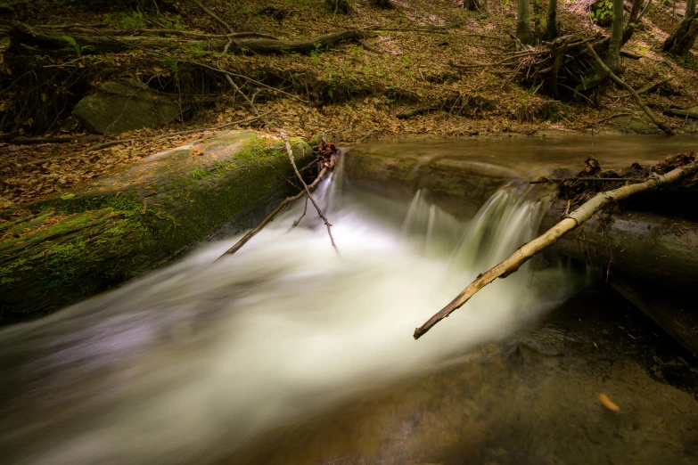 a stream running through a forest filled with trees, pexels contest winner, long exposure 8 k, fan favorite, brown water, medium format. soft light