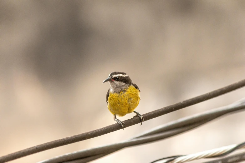 a small yellow and black bird sitting on a wire, warm coloured, up-close, highly polished, rustic