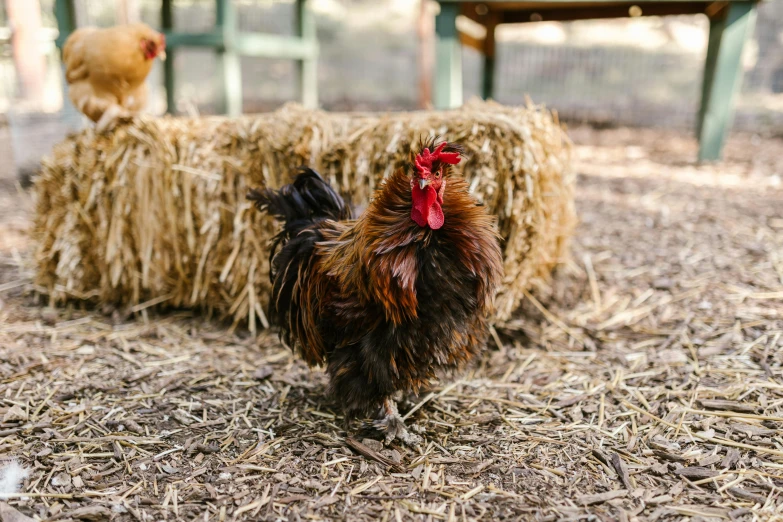 a chicken standing next to a pile of hay, unsplash, “ iron bark, matted brown fur, sprawling, multicoloured