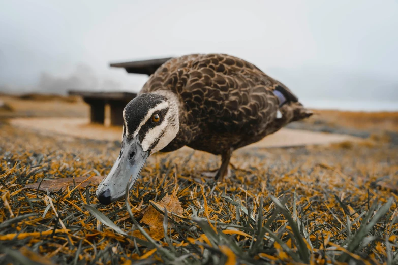 a duck standing on top of a grass covered field, a portrait, unsplash, in a beachfront environment, feeds on everything, platypus, 🦩🪐🐞👩🏻🦳