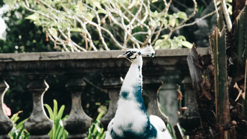 a peacock standing on top of a lush green field, a portrait, by Emma Andijewska, pexels contest winner, visual art, on a marble pedestal, bali, blue and white color palette, bird on his shoulder