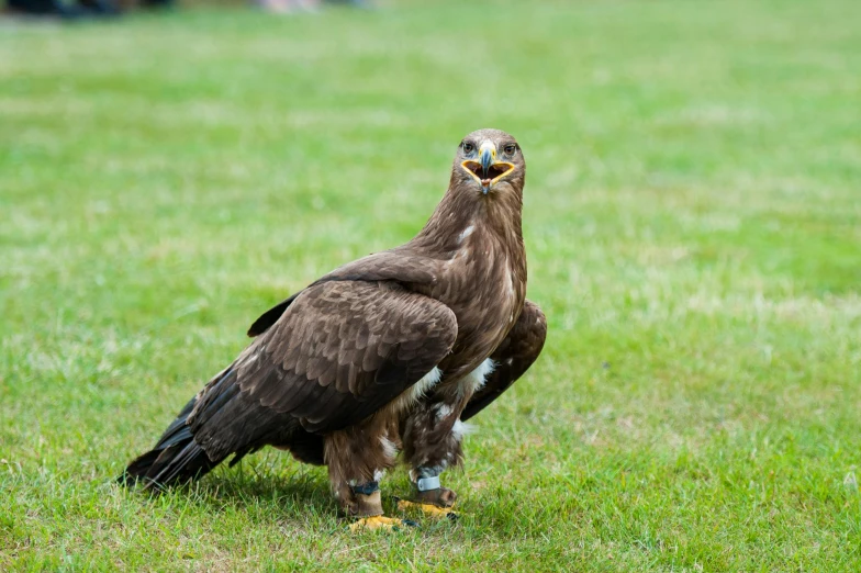 a large brown bird standing on top of a lush green field, pexels contest winner, hurufiyya, with an eagle emblem, festivals, on ground, grey