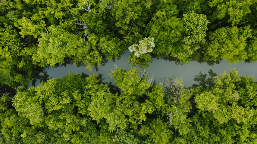 a river running through a lush green forest, a screenshot, pexels contest winner, hurufiyya, birds eye overhead perspective, bayou, thumbnail, 8 k hi - res