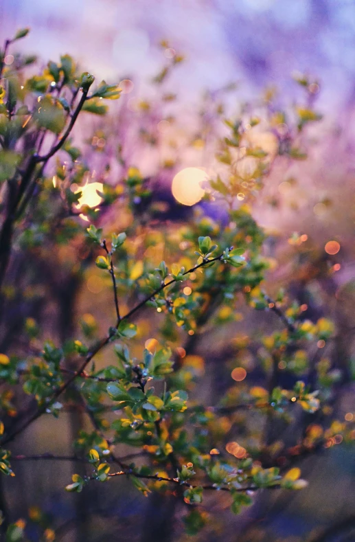 a blurry photo of a tree with a full moon in the background, by Anna Boch, unsplash, lush garden leaves and flowers, yellow purple green, early spring, hasselblad film bokeh