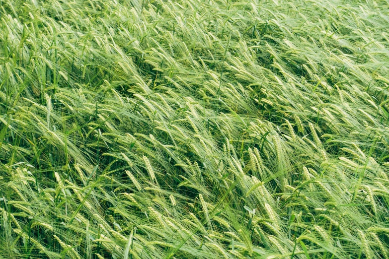 a field of green grass blowing in the wind, by Elizabeth Charleston, farmer, heavy grain, close up image, max hay