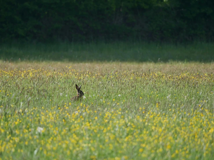 a bird sitting on top of a lush green field, long rabbit ears, with yellow flowers around it, hunting, distant photo