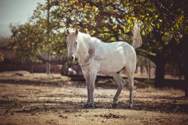 a white horse standing in a field next to trees, a portrait, inspired by Elsa Bleda, shutterstock contest winner, baroque, mexican vaquero, white metal, in the yard, aged 2 5