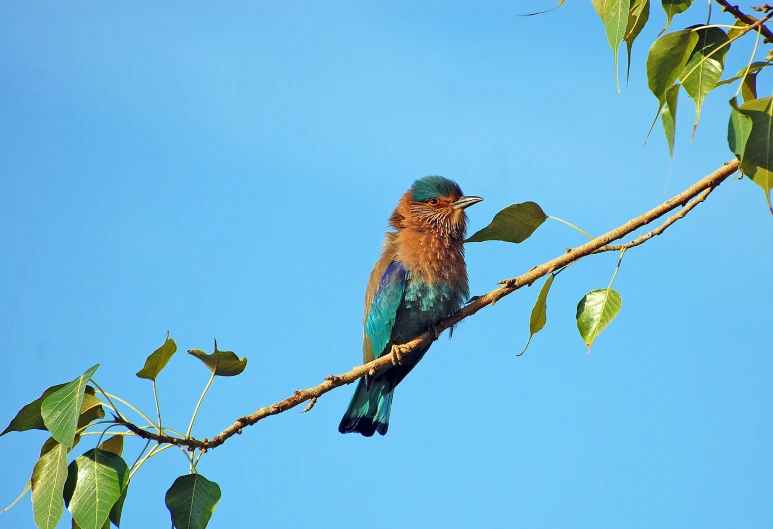 a colorful bird sitting on top of a tree branch, teals, mongezi ncaphayi, instagram picture, high-quality photo