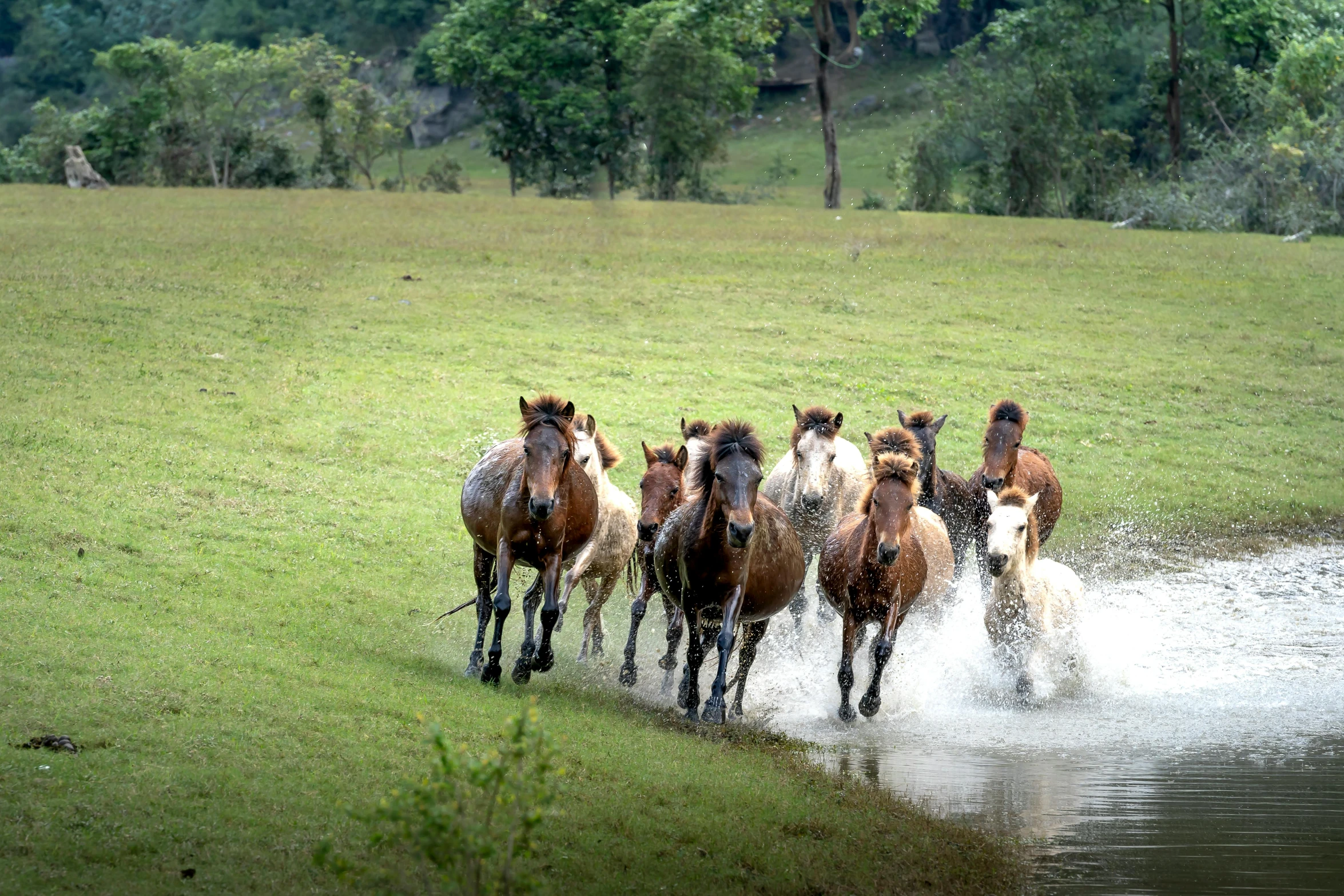 a herd of horses running across a lush green field, by Elizabeth Durack, pexels contest winner, hurufiyya, swimming, rural, malayalis attacking, australian