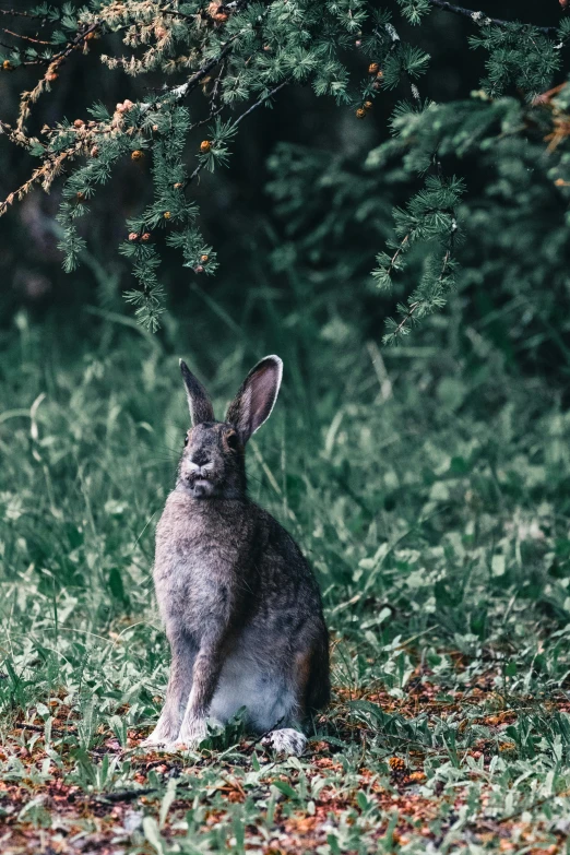 a rabbit that is sitting in the grass, by Adam Marczyński, pexels contest winner, spy kangaroo, fine art print, multiple stories, great quality