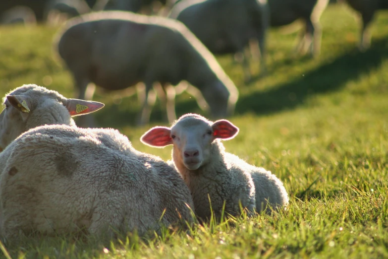 a herd of sheep sitting on top of a lush green field, sunlight glistening, lying on the grass, brightly glowing eyes, grey ears