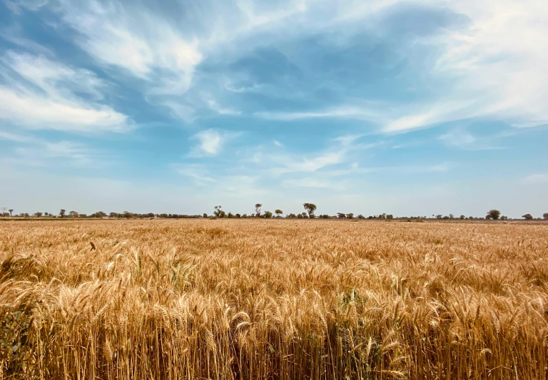 a field of ripe wheat under a blue sky, an album cover, by Carey Morris, unsplash contest winner, australian, uniform plain sky, thumbnail, mediterranean